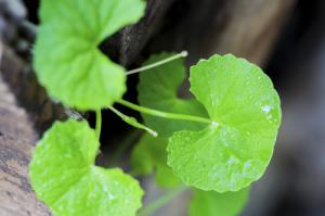 Centella asiatica - the ultimate anti-aging herb