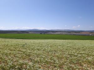 Site of Hive Energy's El Salobrai Solar Park