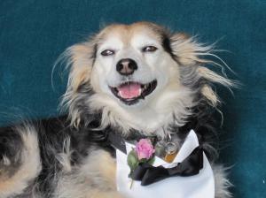 Op-ed Author and Senior Spokeshound Benny