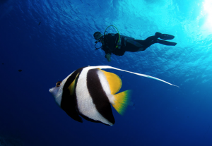 Scuba diving in Cabo San Lucas